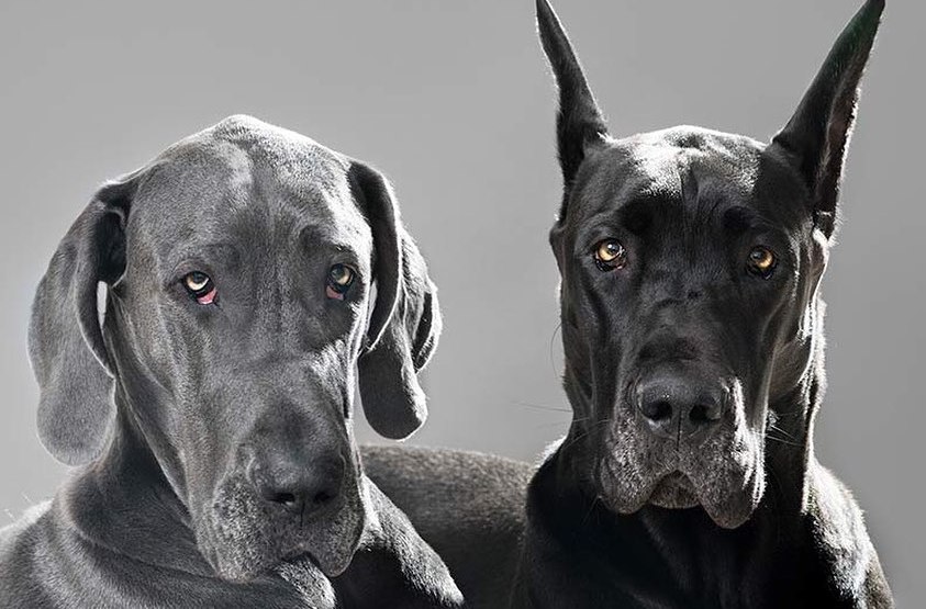 15 Interesting Facts About German Shorthaired Pointers