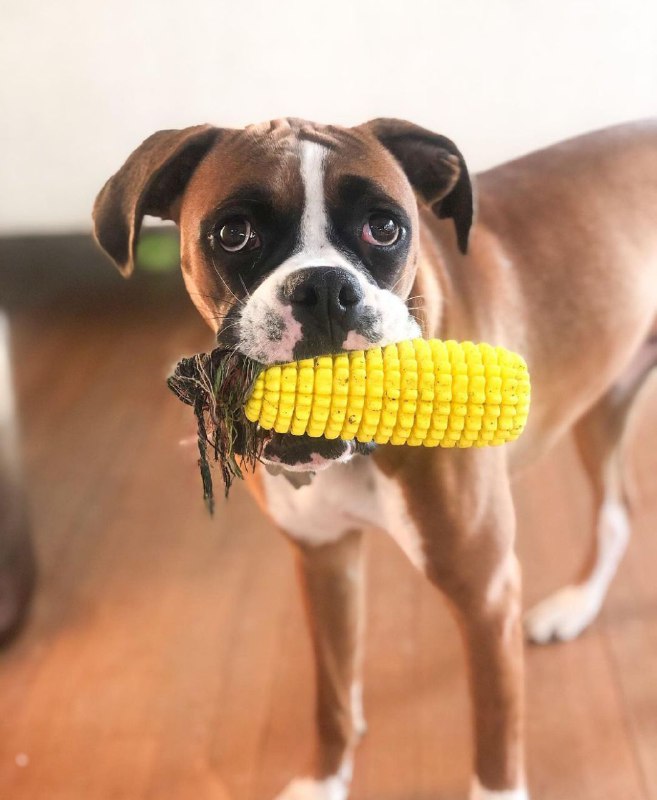 15 Reasons Why You Should Never Own Boxers 10