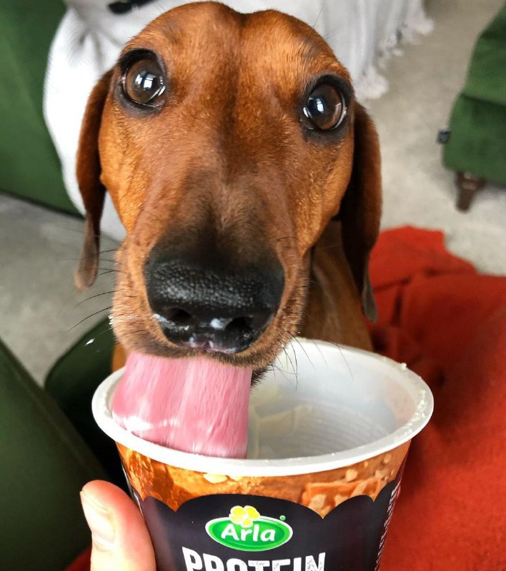 15 Reasons Why You Should Never Own Dachshunds 10