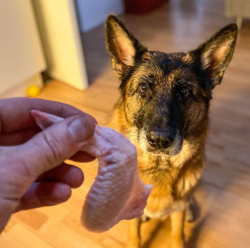 15 Reasons Why You Should Never Own German Shepherds 10