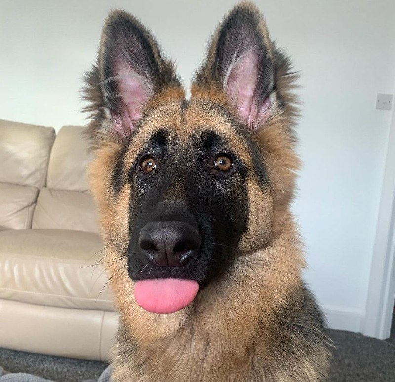 15 Reasons Why You Should Never Own German Shepherds 11