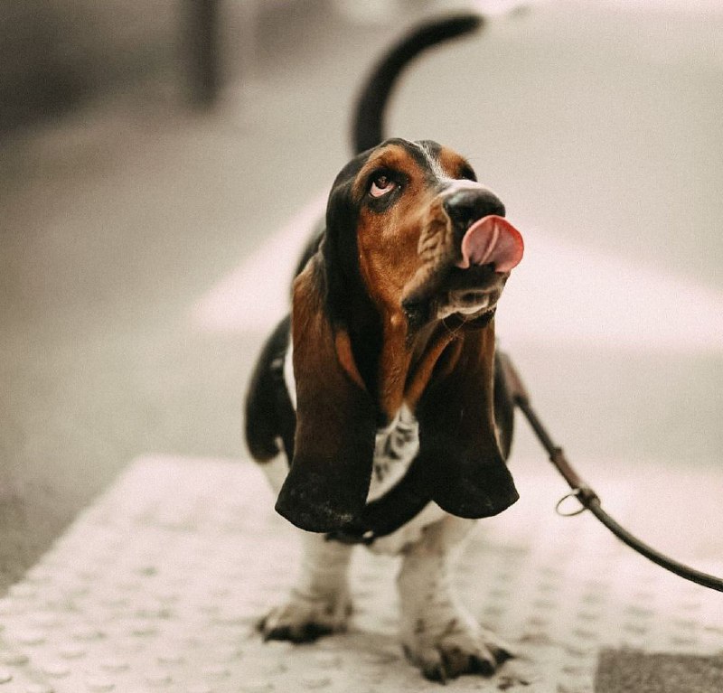 15 Reasons Why You Should Never Own Basset Hounds 11 15 Reasons Why You Should Never Own Basset Hounds 11