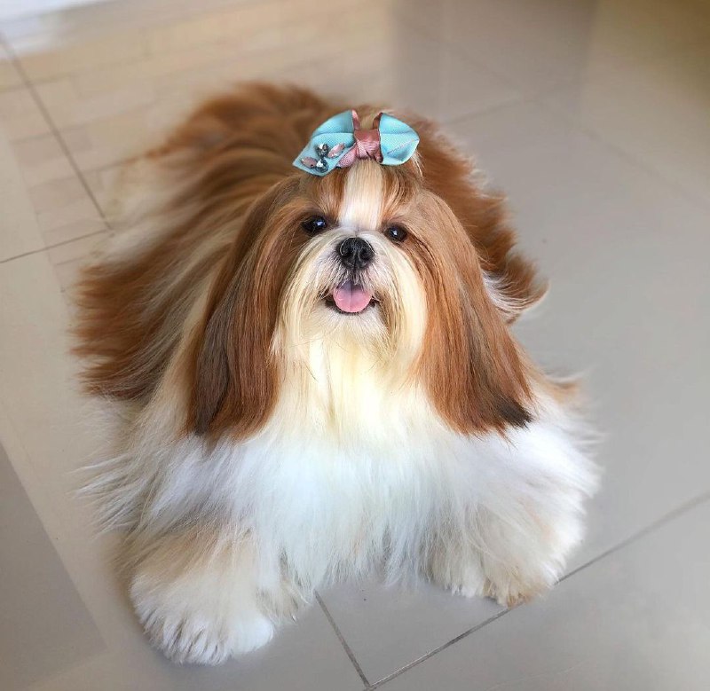 15 Reasons Why You Should Never Own Shih Tzus 11 15 Reasons Why You Should Never Own Shih Tzus 11