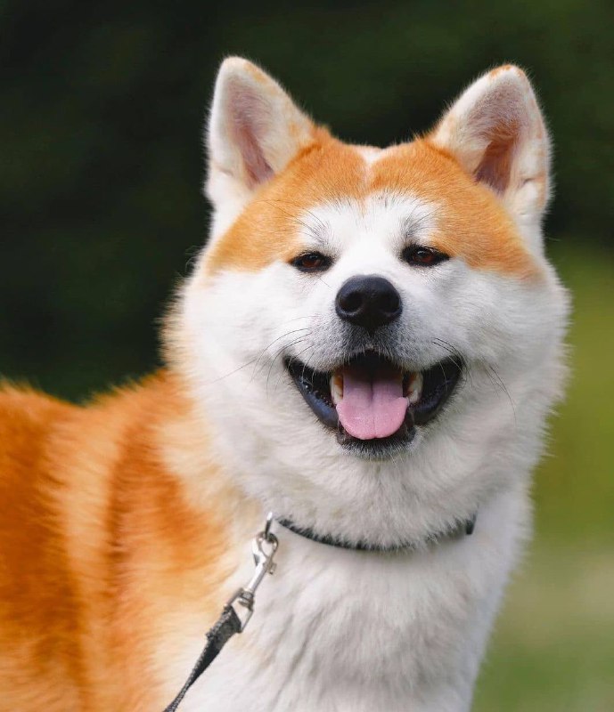 15 Reasons Why You Should Never Own Akita Inu 11 15 Reasons Why You Should Never Own Akita Inu 11