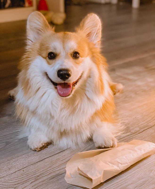 15 Reasons Why You Should Never Own Corgis 11 15 Reasons Why You Should Never Own Corgis 11