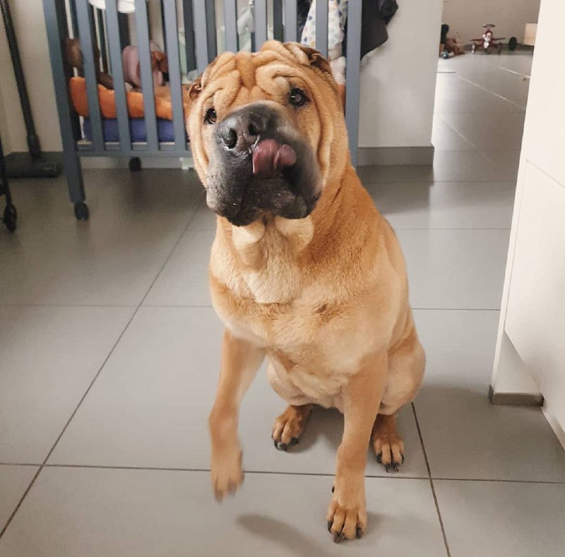 15 Reasons Why You Should Never Own Shar Pei 11 15 Reasons Why You Should Never Own Shar Pei 11