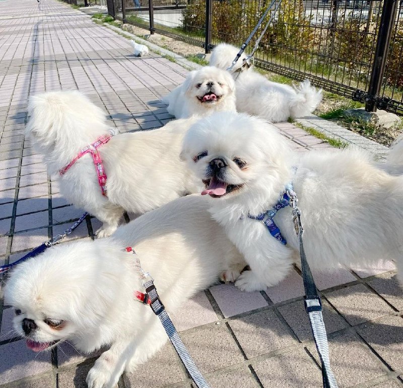 15 Reasons Why You Should Never Own Pekingese 11 15 Reasons Why You Should Never Own Pekingese 11