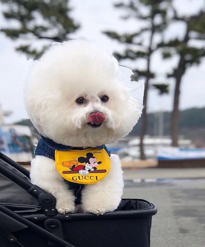 15 Reasons Why You Should Never Own Bichon Frises 11 15 Reasons Why You Should Never Own Bichon Frises 11