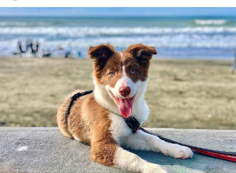 15 Reasons Why You Should Never Border Collies 11