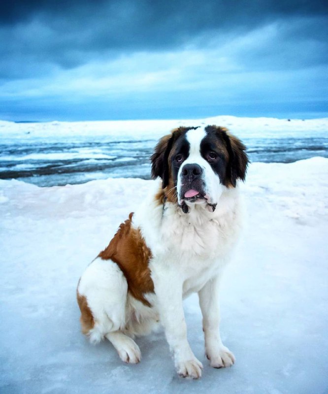 15 Reasons Why You Should Never Own St Bernard 11 15 Reasons Why You Should Never Own St Bernard 11