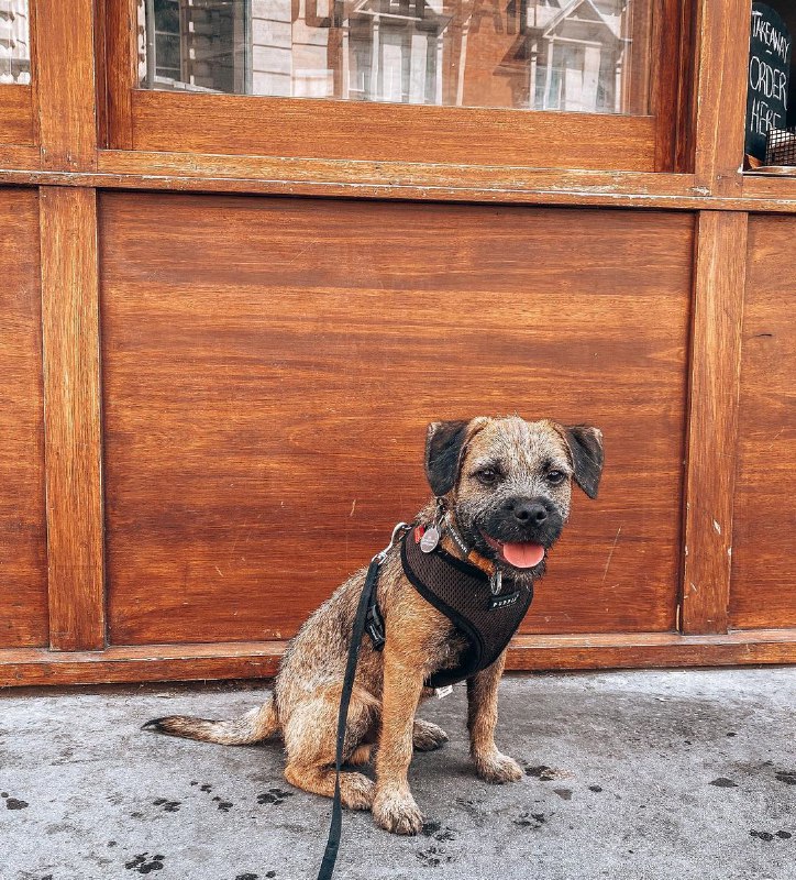 15 Reasons Why You Should Never Own Border Terriers 9