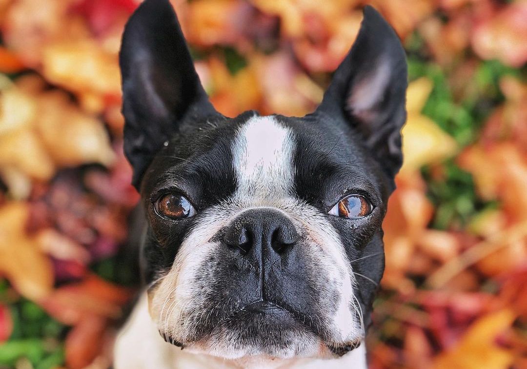 15 Cool Facts About Boston Terriers