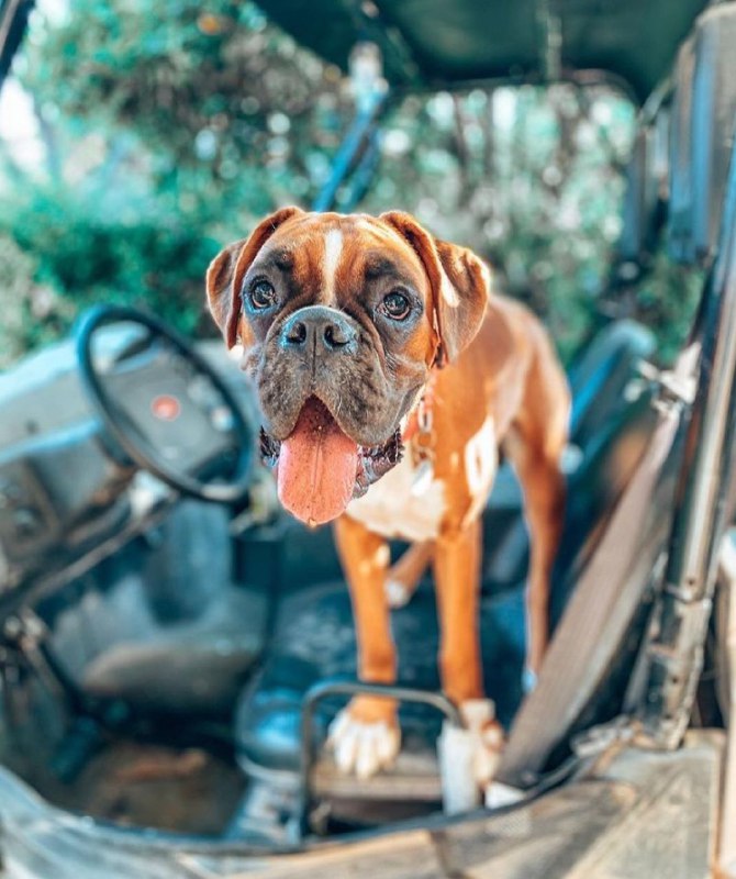 15 Reasons Why You Should Never Own Boxers 11 15 Reasons Why You Should Never Own Boxers 11