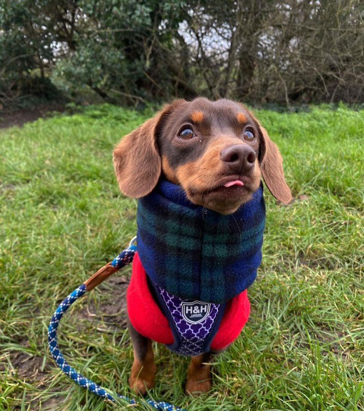 15 Reasons Why You Should Never Own Dachshunds 11
