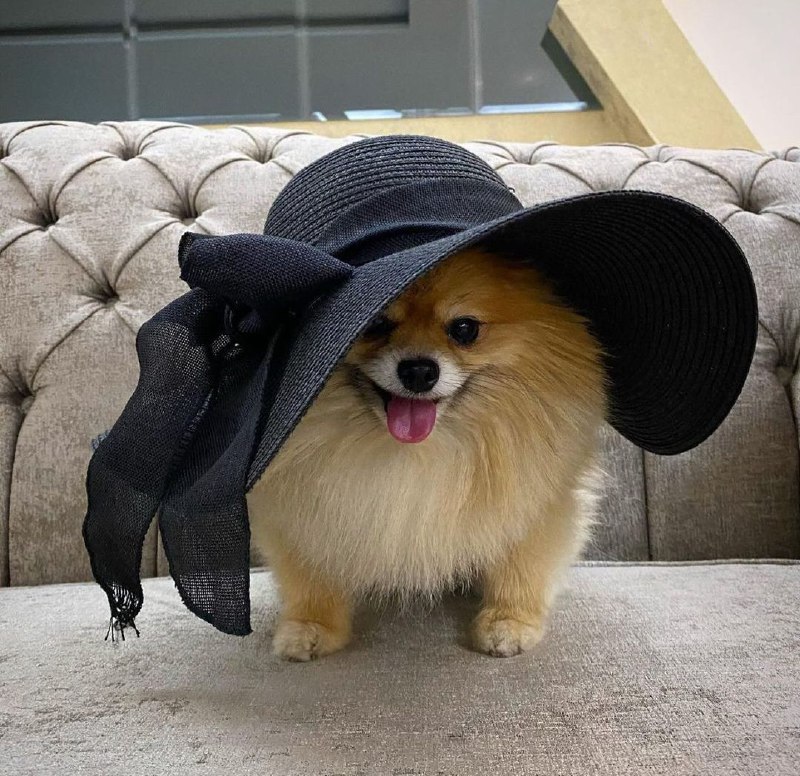 15 Reasons Why You Should Never Own Pomeranians 11