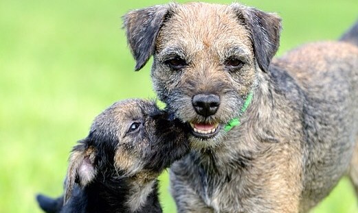 16 Cool Facts About Border Terriers