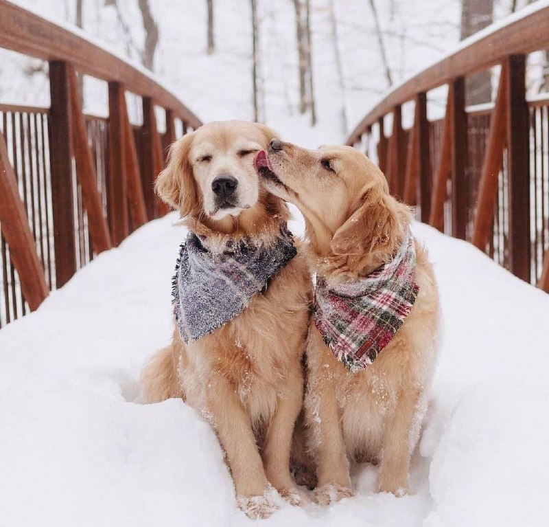 15 Reasons Why You Should Never Own Labradors 9