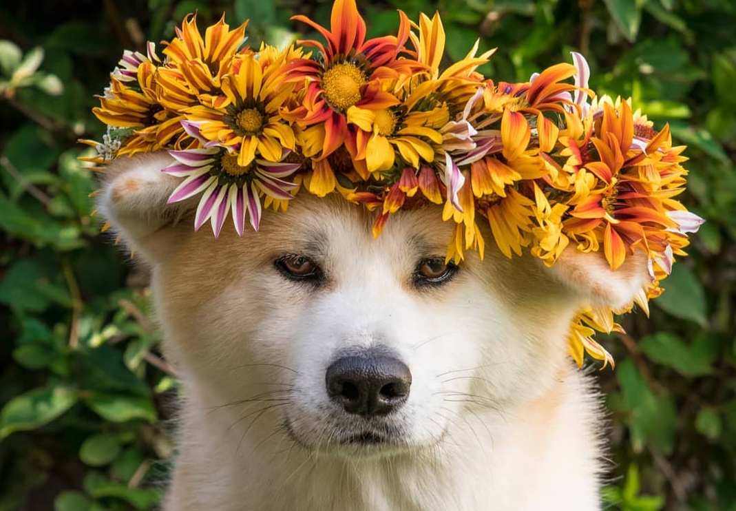 15 Cool Facts About Akita Inus