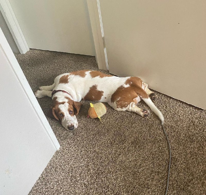 15 Reasons Why You Should Never Own Basset Hounds 9