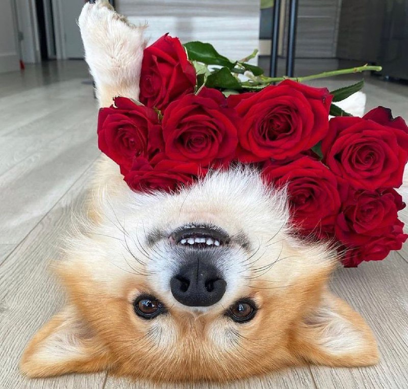 15 Reasons Why You Should Never Own Corgis 9