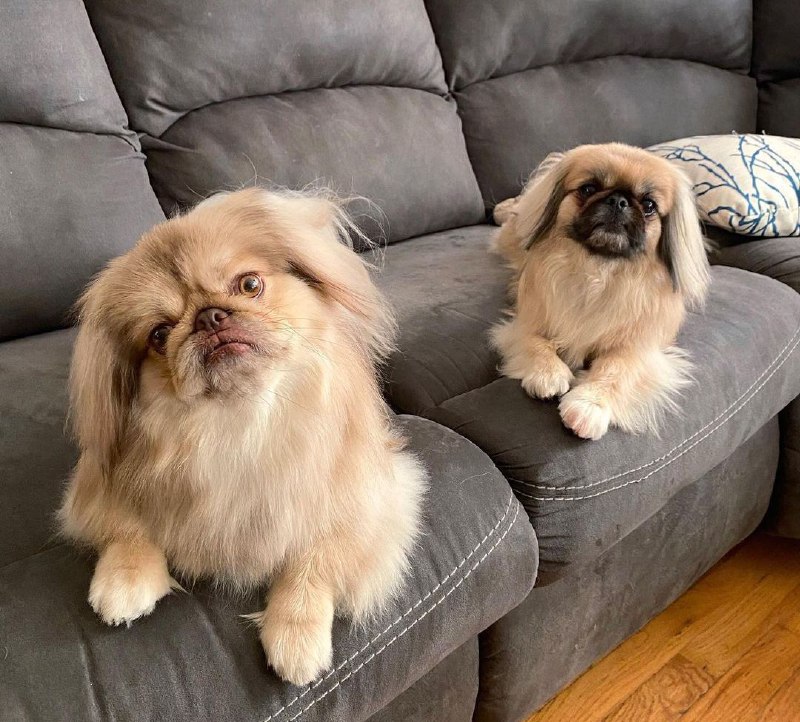 15 Reasons Why You Should Never Own Pekingese 9