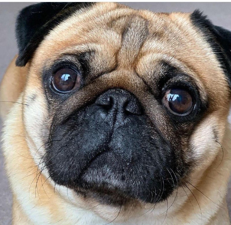 15 Reasons Why You Should Never Own Pugs 9