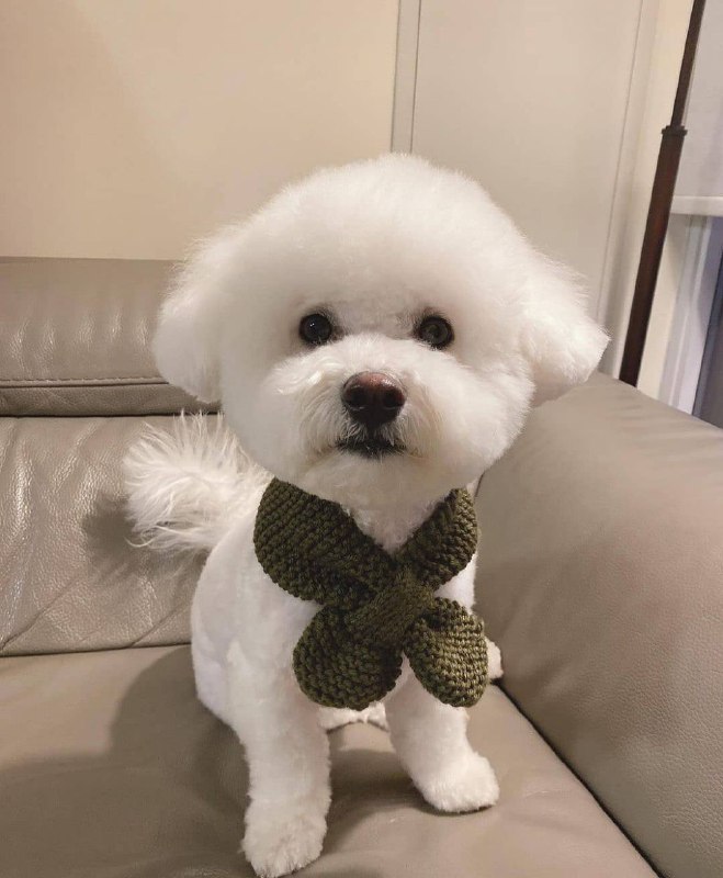 15 Reasons Why You Should Never Own Bichon Frises 7