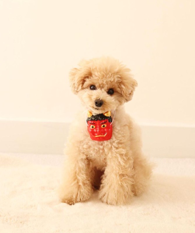 15 Reasons Why You Should Never Own Poodles 9