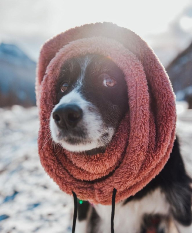 15 Reasons Why You Should Never Border Collies 7