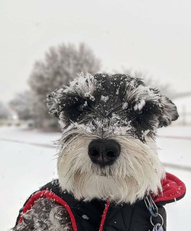 15 Reasons Why You Should Never Own Schnauzers 7