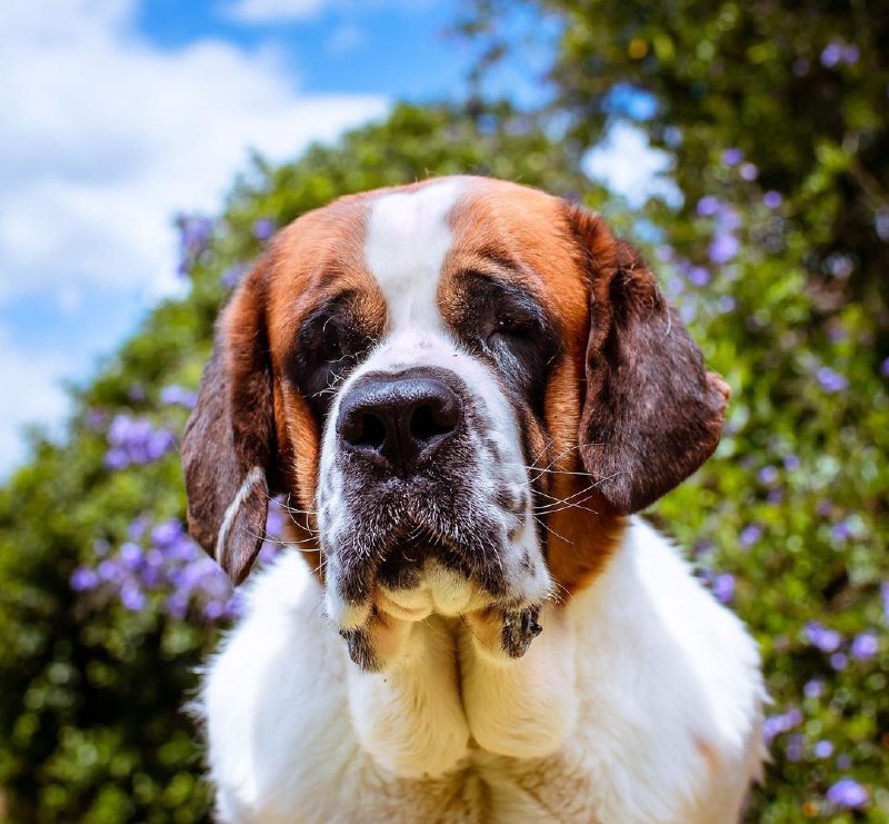 15 Reasons Why You Should Never Own St Bernard 7