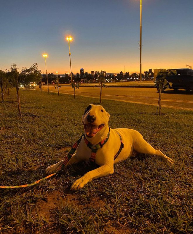 15 Reasons Why You Should Never Own Bull Terriers 9