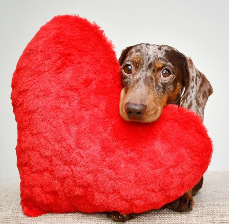 15 Reasons Why You Should Never Own Dachshunds 9