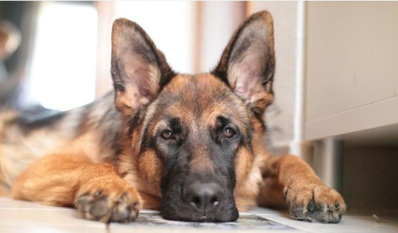 15 Reasons Why You Should Never Own German Shepherds 9