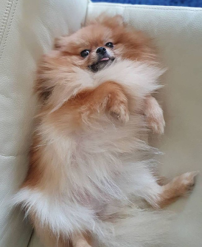 15 Reasons Why You Should Never Own Pomeranians 9