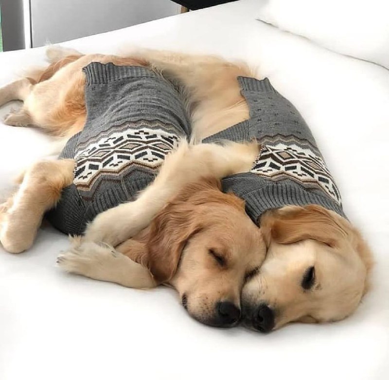 15 Reasons Why You Should Never Own Golden Retrievers 10