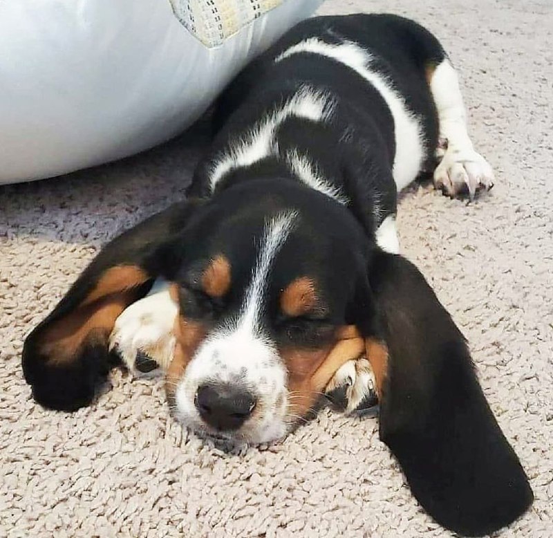 15 Reasons Why You Should Never Own Basset Hounds 10