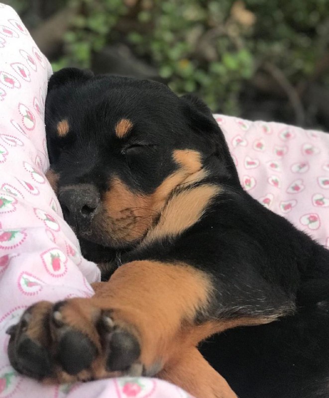 15 Reasons Why You Should Never Own Rottweiler 10