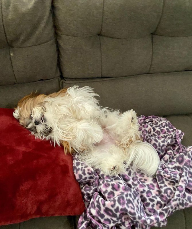 15 Reasons Why You Should Never Own Shih Tzus 10