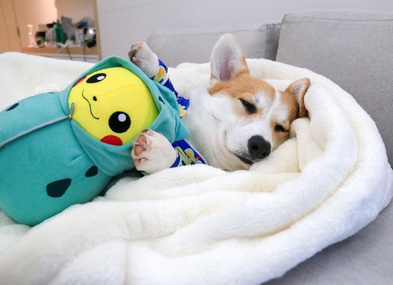 15 Reasons Why You Should Never Own Corgis 10