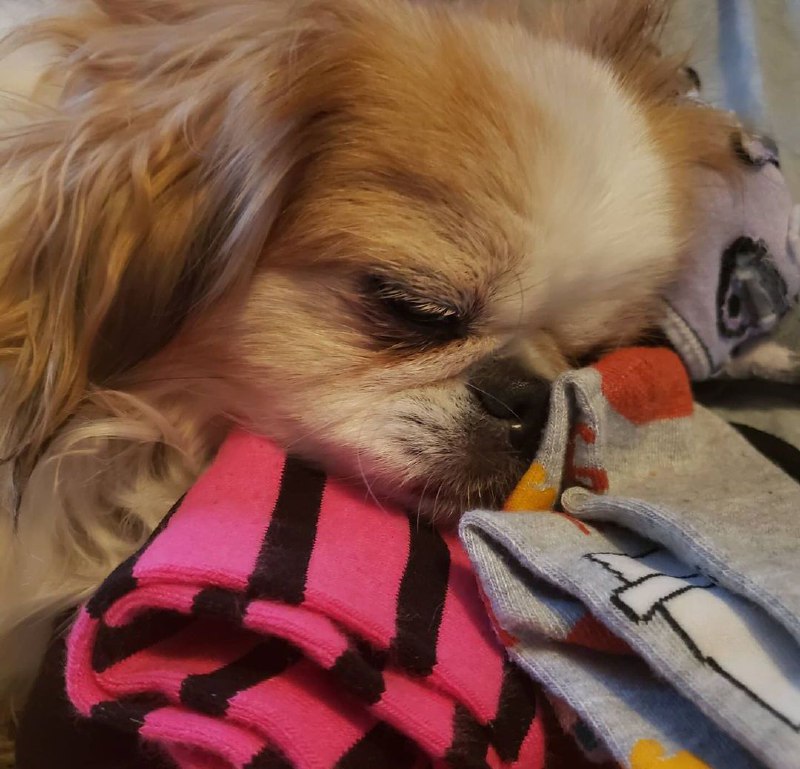 15 Reasons Why You Should Never Own Pekingese 10