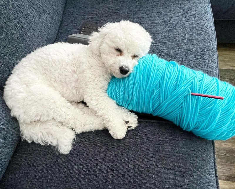 15 Reasons Why You Should Never Own Bichon Frises 8