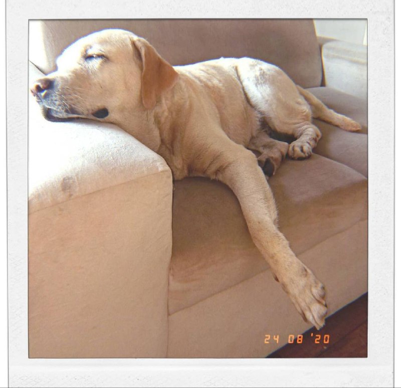 15 Reasons Why You Should Never Own Labradors 10