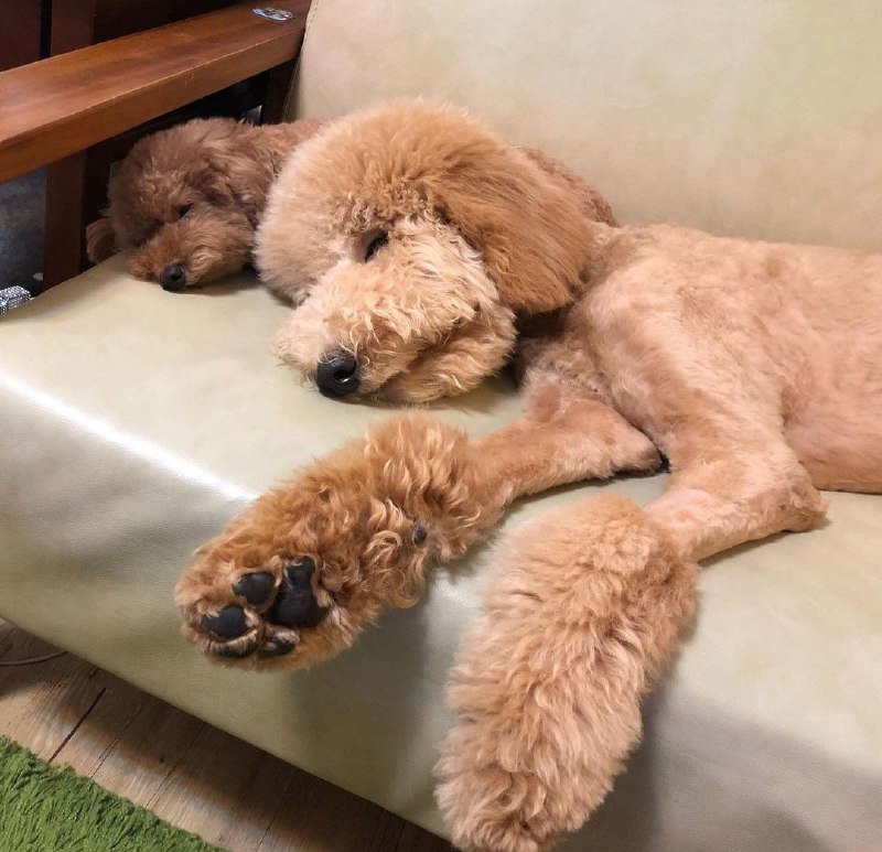 15 Reasons Why You Should Never Own Poodles 10