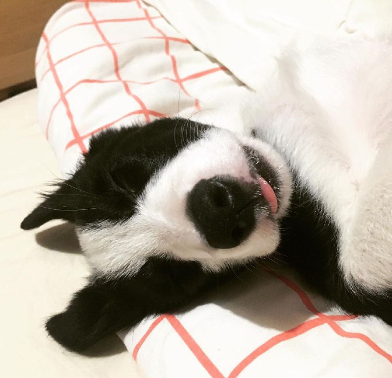 15 Reasons Why You Should Never Border Collies 8