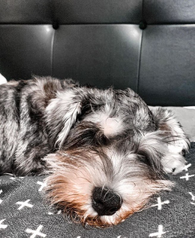 15 Reasons Why You Should Never Own Schnauzers 8