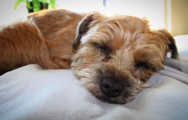 15 Reasons Why You Should Never Own Border Terriers 8