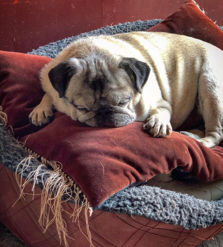 15 Reasons Why You Should Never Own Pugs 10