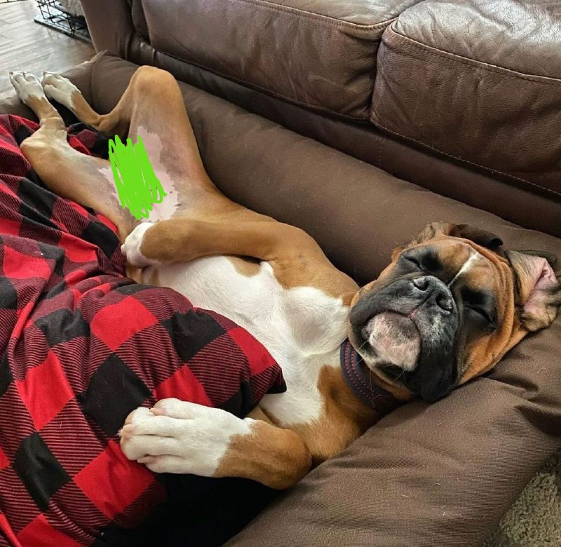 15 Reasons Why You Should Never Own Boxers 10