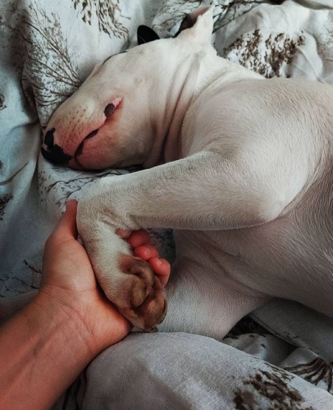 15 Reasons Why You Should Never Own Bull Terriers 10